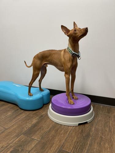 Exercise_inflatables-scaled